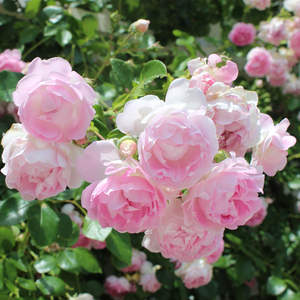Fioletowo-różowy - róża pnąca climber